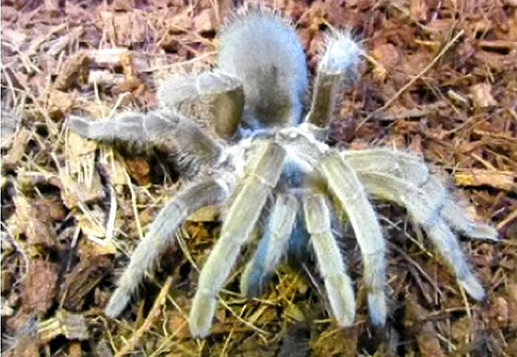 STOLEN: Missy the pet tarantula has always been fed by humans and is on a strict diet. STOLEN: Missy the pet tarantula has always been fed by humans and is on a strict diet.